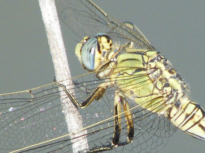 Dubbio sulla posizione delle zampe negli anisotteri